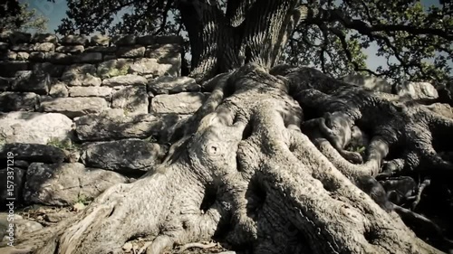 Intricate tree roots intertwined with stones