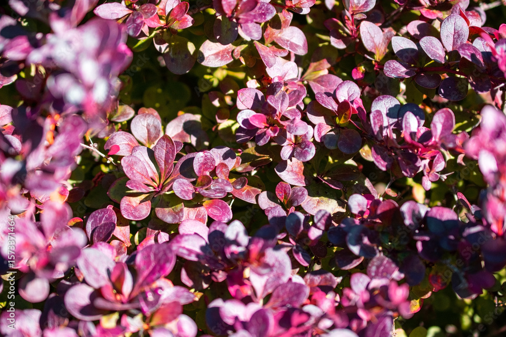 Naklejka premium Close up of a bush of barberry bushes in the garden.
