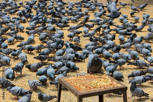 Behang Pigeons eating food. Big feeder in India. Jaipur