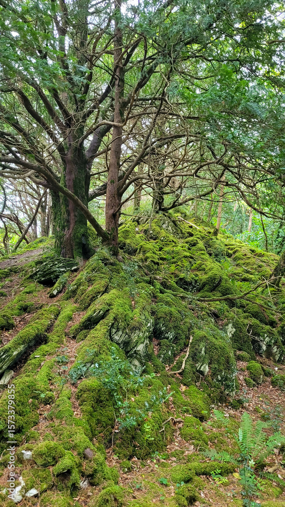 Obraz premium Fairytale Forest Scene with Mossy Roots and Twisted Trees in Ireland