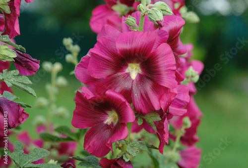 Raspberry mallow decorates the summer garden