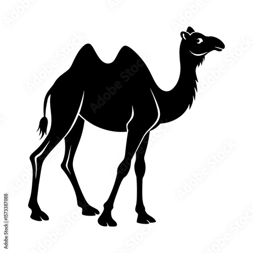 A camel on a white background