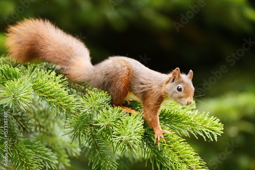 red squirrel