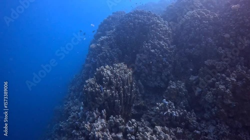 Scuba diving trip, corals and life in the murky sea. Deep coral reef, tropical sea and swimming red fish (Anthias). Reef biodiversity, endangered ecosystem. Underwater video, tropical marine life.  