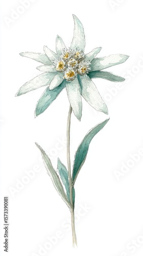 Delicate white edelweiss flower