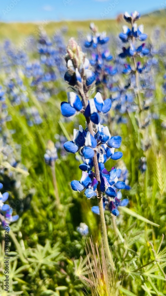 Bluebonnet (Lupinus) with purple or blue flowers in the field. Wild ornamental flowers in a field on a sunny summer day as a background or wallpaper. Bluebonnet (Lupinus) with purple or blue flowers in the field. Wild ornamental flowers in a field on a sunny summer day as a background or wallpaper.