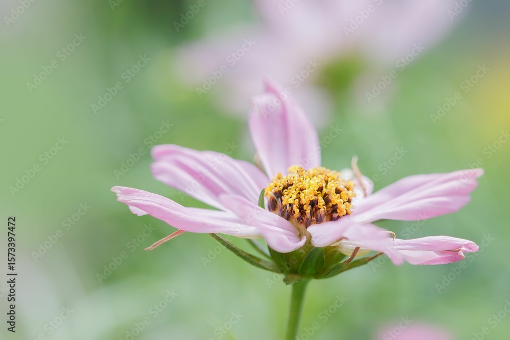 Close-up of a pink flower with delicate petals. Close-up of a pink flower with delicate petals.