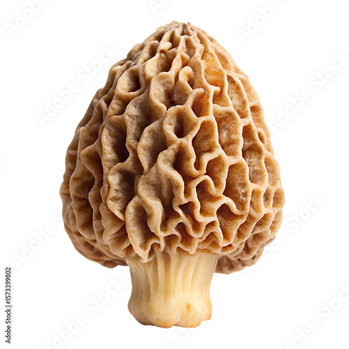 mushroom  isolated on white background. PNG Transparent file type with high definition quality And vibrant color grading Available.