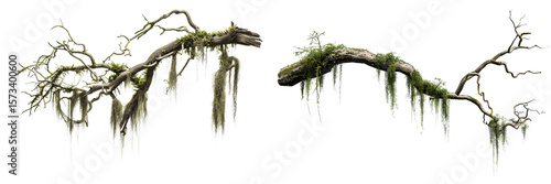 Set of twisted tree branches with hanging Spanish moss and forest greenery isolated on transparent background

