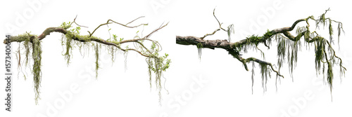 Set of curved tree branches with hanging Spanish moss isolated on transparent background

