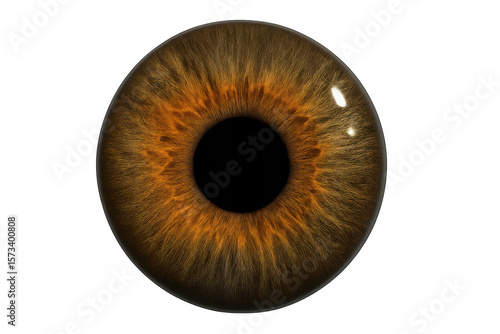 Intricate brown human eye iris isolated on a transparent background