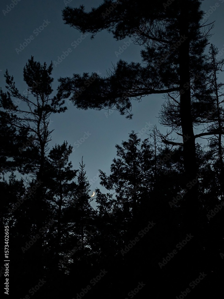Naklejka premium Trees in the night with moon