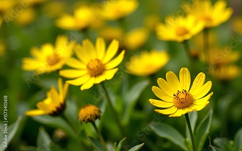 Field of yellow flowers with the foliage on the green grass. High quality