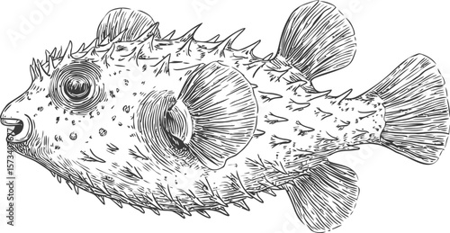 Detailed black and white illustration of a spiky puffer fish, sketch style drawing