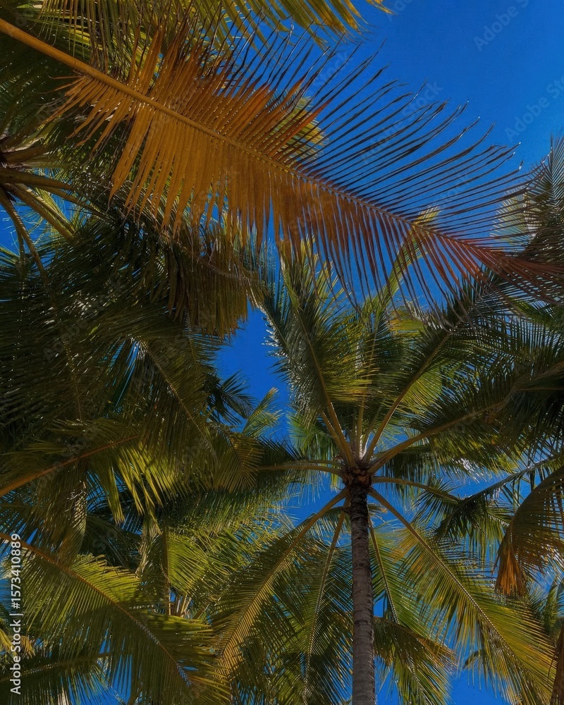 Fototapeta premium coconut palm tree