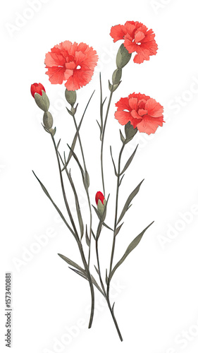 Detailed digital illustration of red carnation flowers with unopened buds and slender green stems on white background botanical art vector