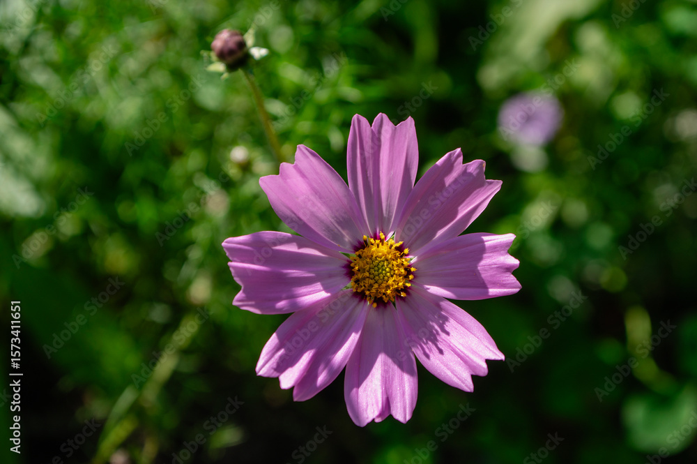 Obraz premium Cosmos bipinnatus mexican aster flowering white pink garden plants, group of beauty petal flowers in bloom on green background