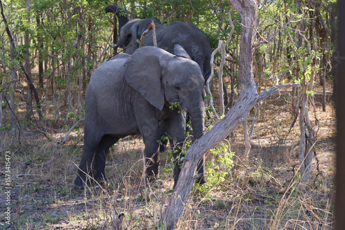 Canvas Print Baby Elephant Charging