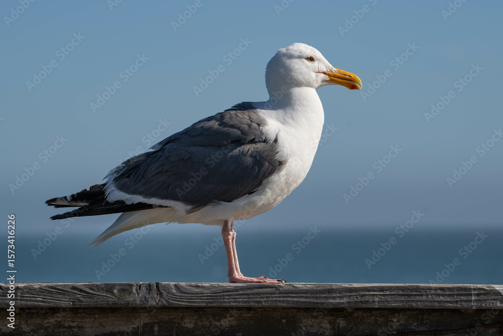 Fototapeta premium Western Gull (Larus occidentalis)
