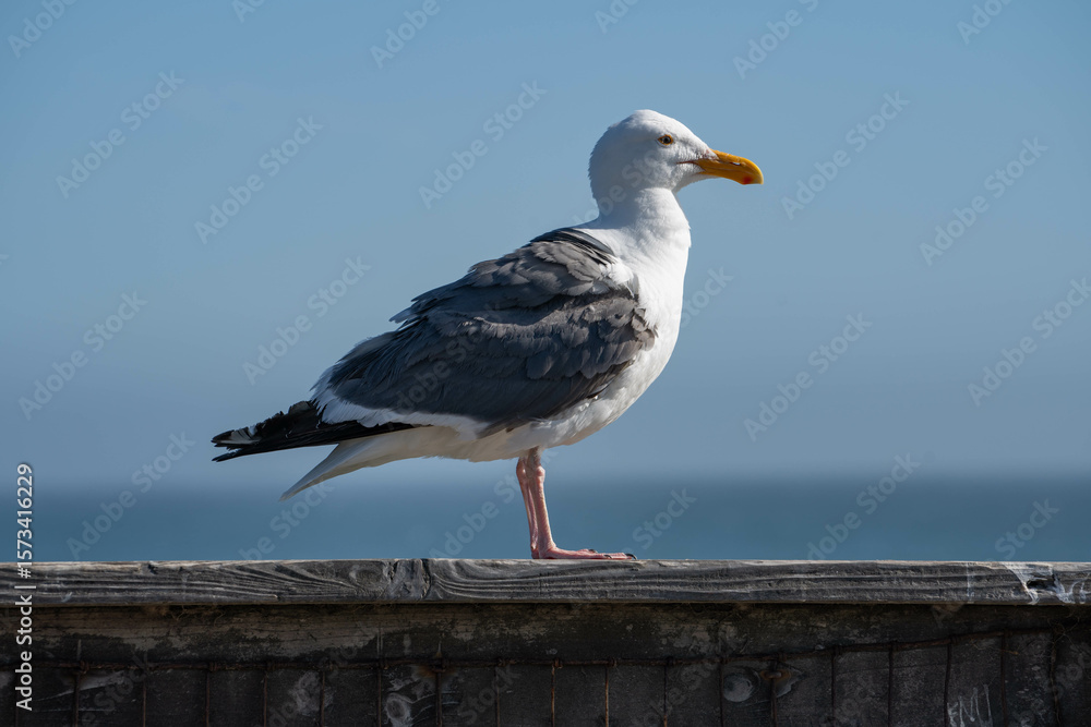 Obraz premium Western Gull (Larus occidentalis)