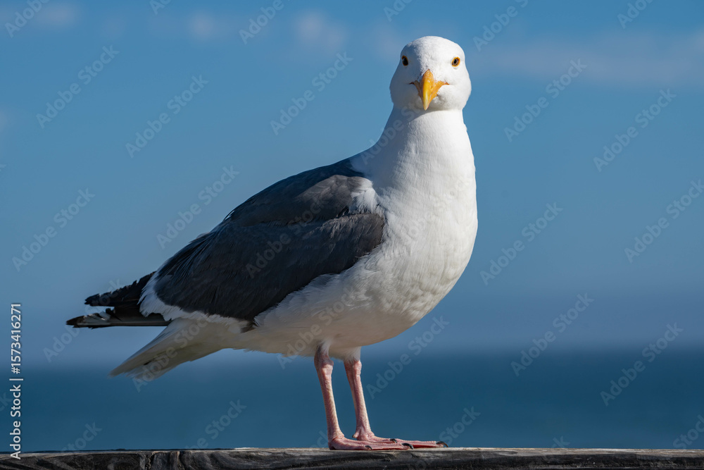 Obraz premium Western Gull (Larus occidentalis)