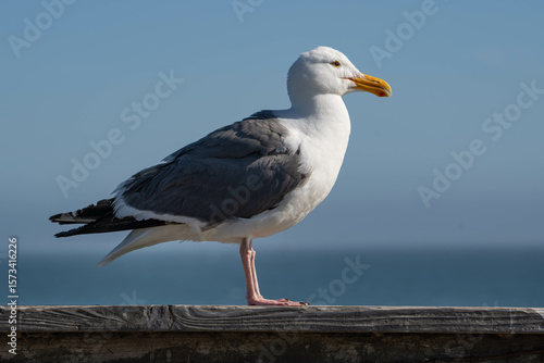 Western Gull (Larus occidentalis)