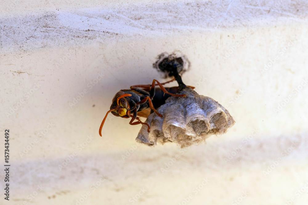 Obraz premium Australian Paper Wasp (Polistes humilis)