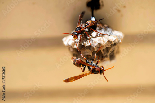 Australian Paper Wasp (Polistes humilis)