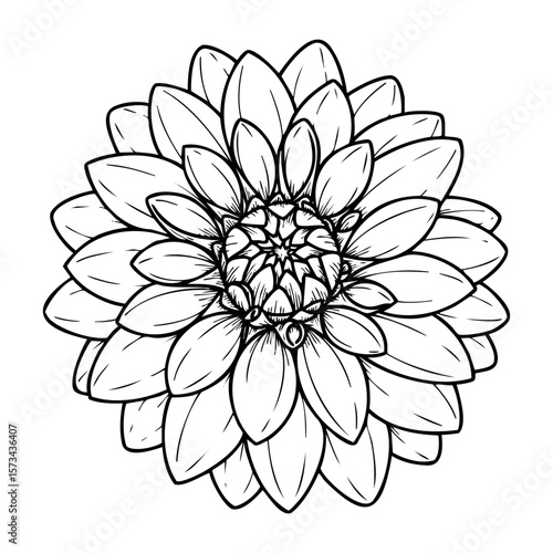 Detailed line art of a dahlia flower in full bloom. Vector hand-drawn doodle illustration