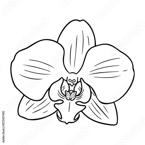 Black and white orchid drawing showing intricate petal details. Vector hand-drawn doodle illustration