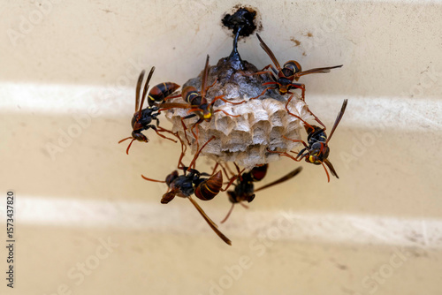 Australian Paper Wasp (Polistes humilis)