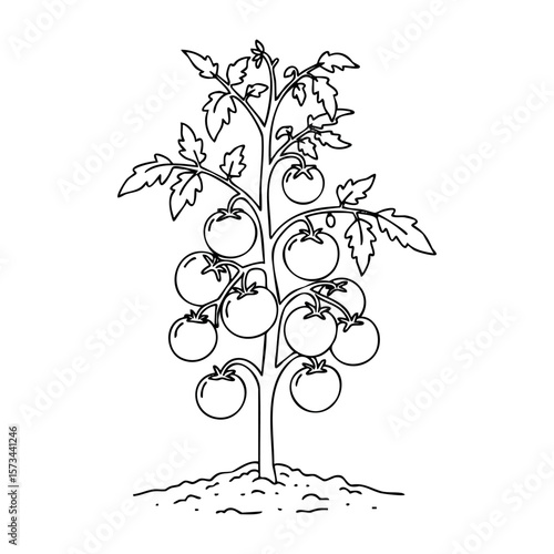 Simple line drawing of a tomato plant with fruits and leaves. Vector hand-drawn doodle illustration