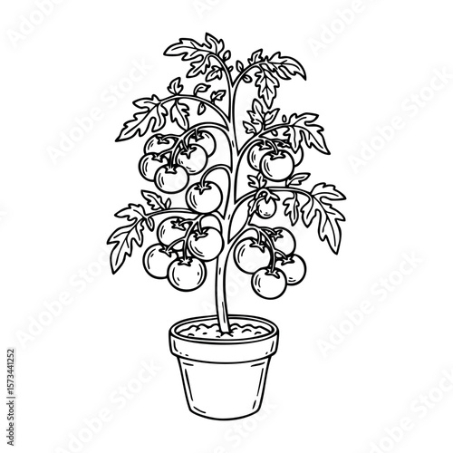Illustration of a potted tomato plant with multiple ripe tomatoes. Vector hand-drawn doodle illustration