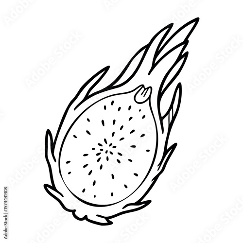 Line art dragon fruit illustration with detailed outer skin and seeds. Vector hand-drawn doodle illustration