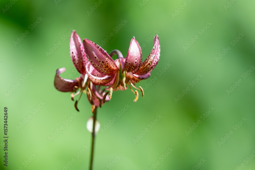 Fototapeta premium Close up of a martagon lily (lilium martagon) flower in bloom