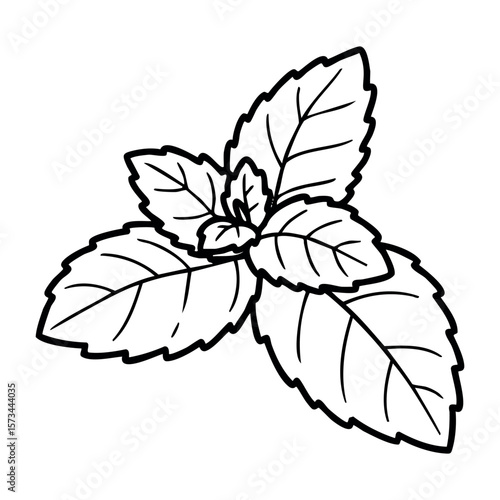 Black and white outline of a mint plant with detailed leaves. Vector hand-drawn doodle illustration