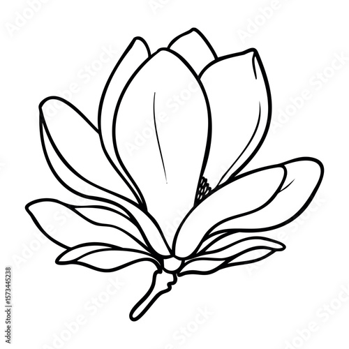 Line art of blooming magnolia flower in simple outline style. Vector hand-drawn doodle illustration