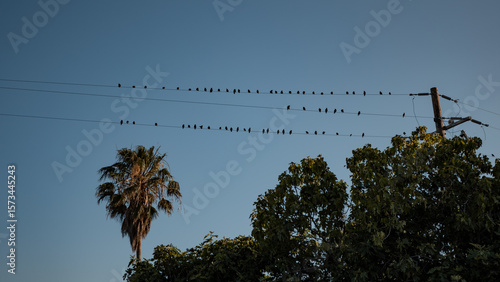 Flock of Birds Perched on Power Lines at Dusk