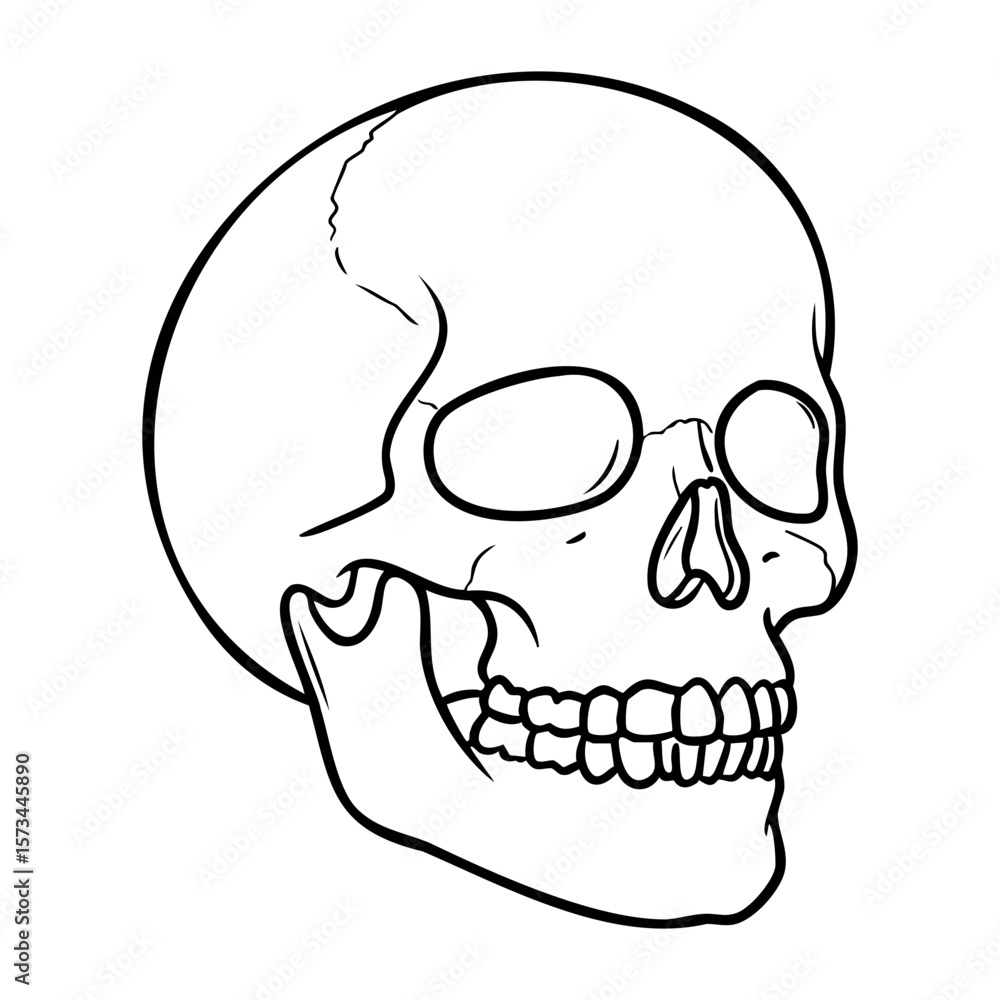 Obraz premium Human skull outline drawing highlighting anatomical features. Vector hand-drawn doodle illustration