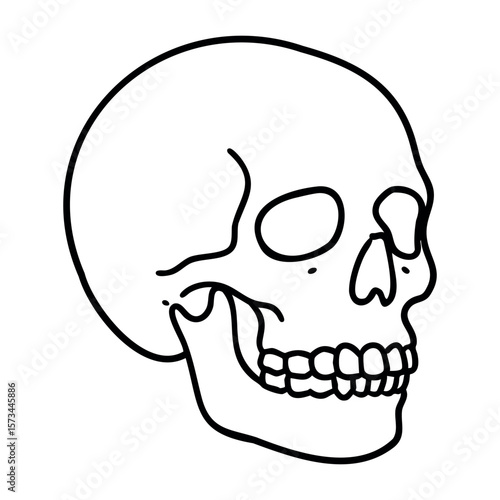 Anatomy of a human skull line art showing bone structure. Vector hand-drawn doodle illustration