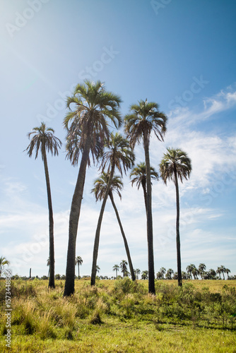 A group of tall palm trees in an open field under a clear, blue sky, with a few scattered white clouds. The ground is green grass and low vegetation. More palm trees can be seen in the background.