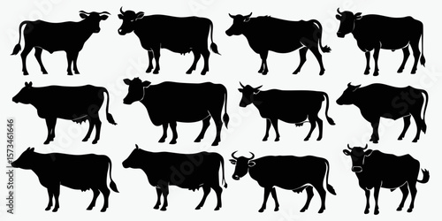 Collection of twelve black cow silhouettes in various poses isolated on white background silhouette