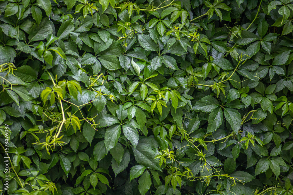 Wild grapes, climbing on fence - natural background. Green leaves pattern - live plant. Eco concept.
Wild grapes, climbing on fence - natural background. Green leaves pattern - live plant. Eco concept.