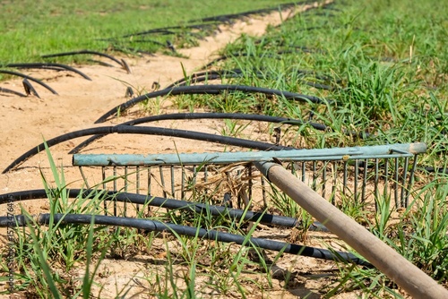 Garden rake lies on green sprouts alongside black drip irrigation hoses in farmland field. Organic agriculture in the UAE, agricultural tools and efficient watering techniques