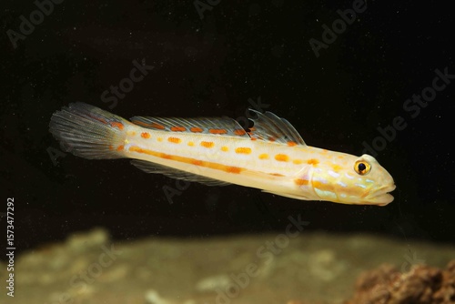 Diamond Watchman Goby (Valenciennea puellaris)