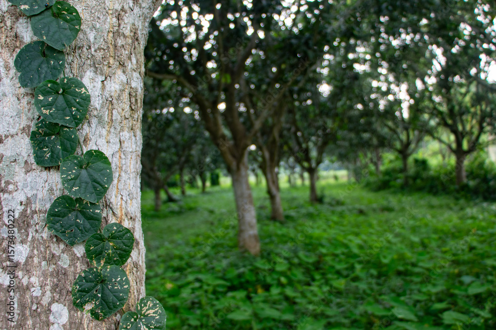 Fototapeta premium Lush green scenery presents trees covered in vines within a tranquil outdoor environment, showcasing natural beauty and growth.