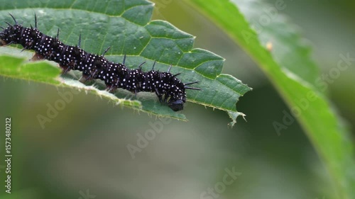Observe a black caterpillar munching on nettle leaves in this captivating nature footage. Enjoy the close-up view of this fascinating creature as it feeds and contributes to the cycle of life