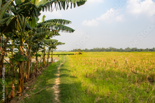 Wallpaper Mural Idyllic Bangladeshi Village - Road, Rice Fields & Banana Grove HD Torontodigital.ca