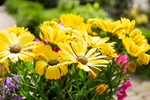 Beautiful yellow flowers in a garden bed