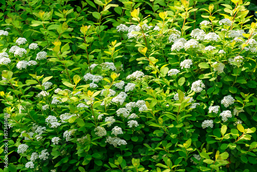 White flowers of the panicle spirea against a green background
Beautiful flowers in the summer garden